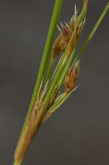 Bulbostylis junciformis
