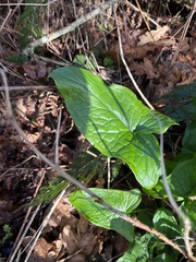 Arum maculatum