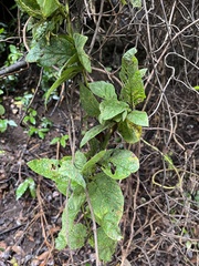 Convolvulus canariensis