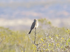 Artemisiospiza nevadensis