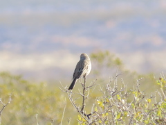 Artemisiospiza nevadensis