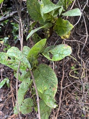 Convolvulus canariensis