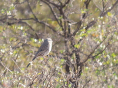 Artemisiospiza nevadensis