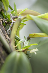 Maxillaria uncata
