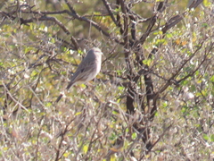 Artemisiospiza nevadensis