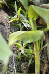 Maxillaria uncata