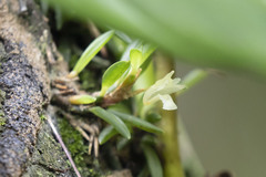Maxillaria uncata