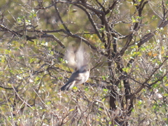 Artemisiospiza nevadensis