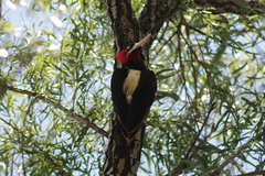 Campephilus leucopogon