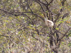 Artemisiospiza nevadensis