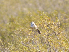 Artemisiospiza nevadensis