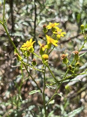 Senecio polyanthemoides