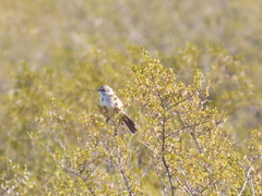 Artemisiospiza nevadensis
