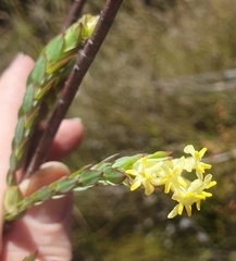 Gnidia oppositifolia
