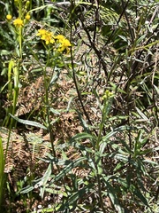 Senecio polyanthemoides