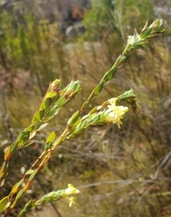 Gnidia oppositifolia
