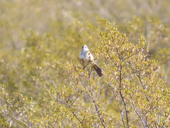 Artemisiospiza nevadensis
