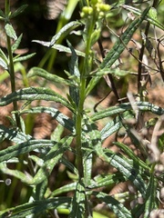 Senecio polyanthemoides