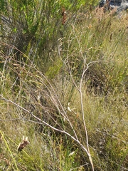 Gnidia oppositifolia