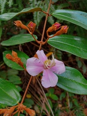 Melastoma