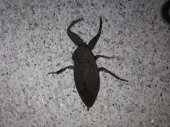 Kirkaldyia deyrolli