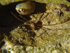 Phalangiinae