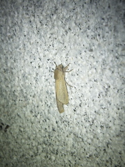 Phragmataecia castaneae