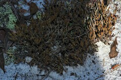 Selaginella arenicola