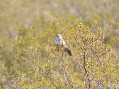 Artemisiospiza nevadensis