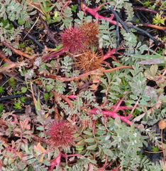 Acaena magellanica