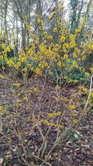 Hamamelis mollis
