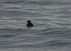 Fratercula corniculata