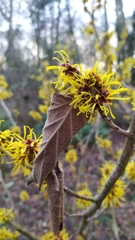 Hamamelis mollis