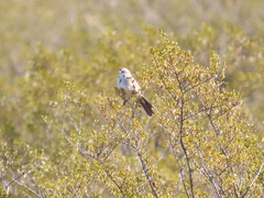 Artemisiospiza nevadensis