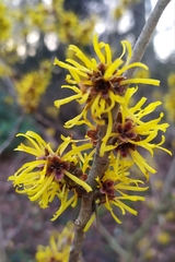 Hamamelis mollis