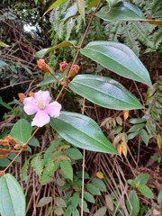Melastoma