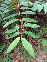 Melastoma