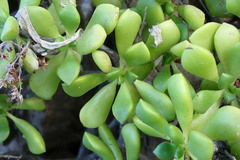 Aeonium lindleyi image