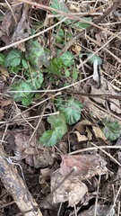 Geum