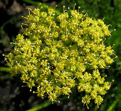 Cymopterus terebinthinus