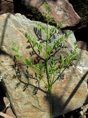 Cymopterus terebinthinus