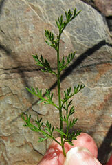 Cymopterus terebinthinus