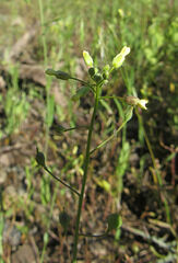 Camelina microcarpa