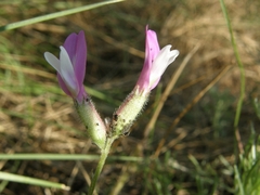 Astragalus macropus