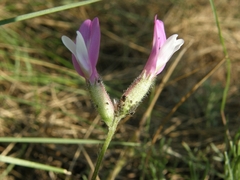 Astragalus macropus