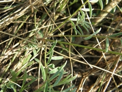 Astragalus macropus
