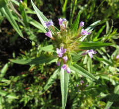 Collomia linearis