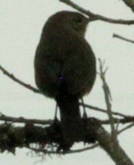 Troglodytes solstitialis