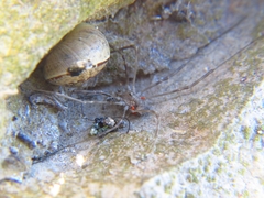 Phalangiinae