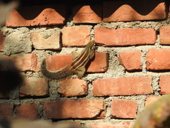 Funambulus pennantii